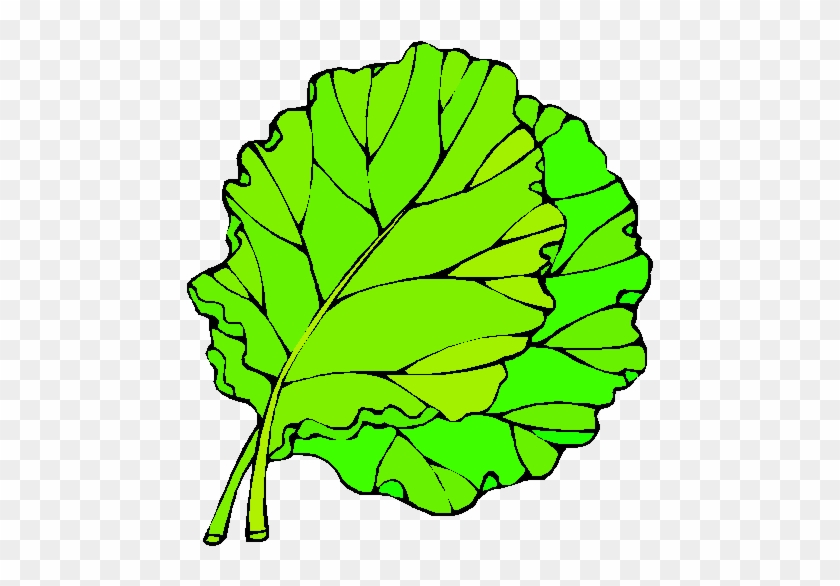 Desenho De Couve Para Colorir Clipart Greens Lettuce - Folha De Alface Para Colorir #1391715