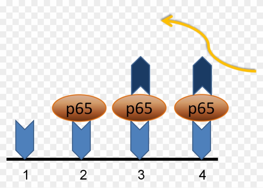 Elisa To Nf Kb - Beta Amyloid Elisa #1394133