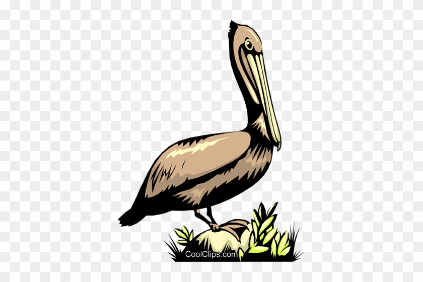 Pelican Royalty Free Vector Clip Art Illustration - Pelican Royalty Free Vector Clip Art Illustration #1396411