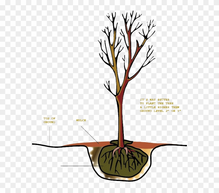Tree-copy100 - Plants #1396533