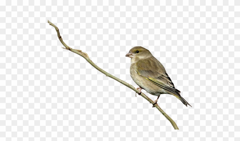 Clip Art Free Download Bird Transparent Background - Bird With No Background #1402741