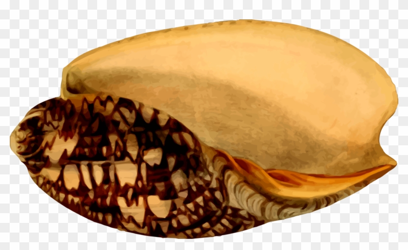 All Photo Png Clipart - Caracoles De Mar En Homecenter #1402976