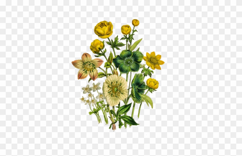 Http - //www - Liveinternet - Ru/users/4489695/rubric/ - Jane Loudon Antique Botanical Print Prints #1403315