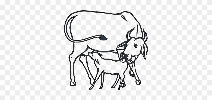 Image Result For Dairy Cow Faces Coloring Pages - Cow And Calf Drawing #1407374