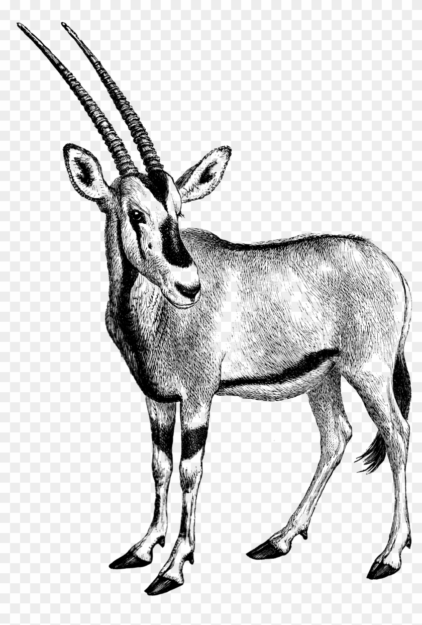0480 Gazelle Free Vintage Clip Art - Gebraucht: Learning Word Programming: Creating Word #1407985