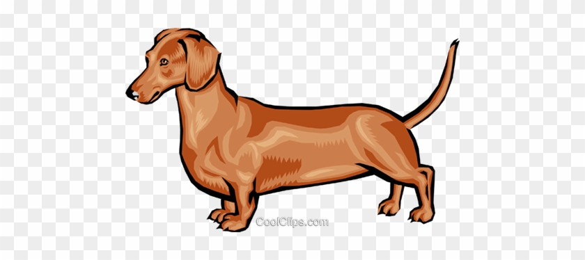 Dachshund - Dachshund.png Shower Curtain #1409049
