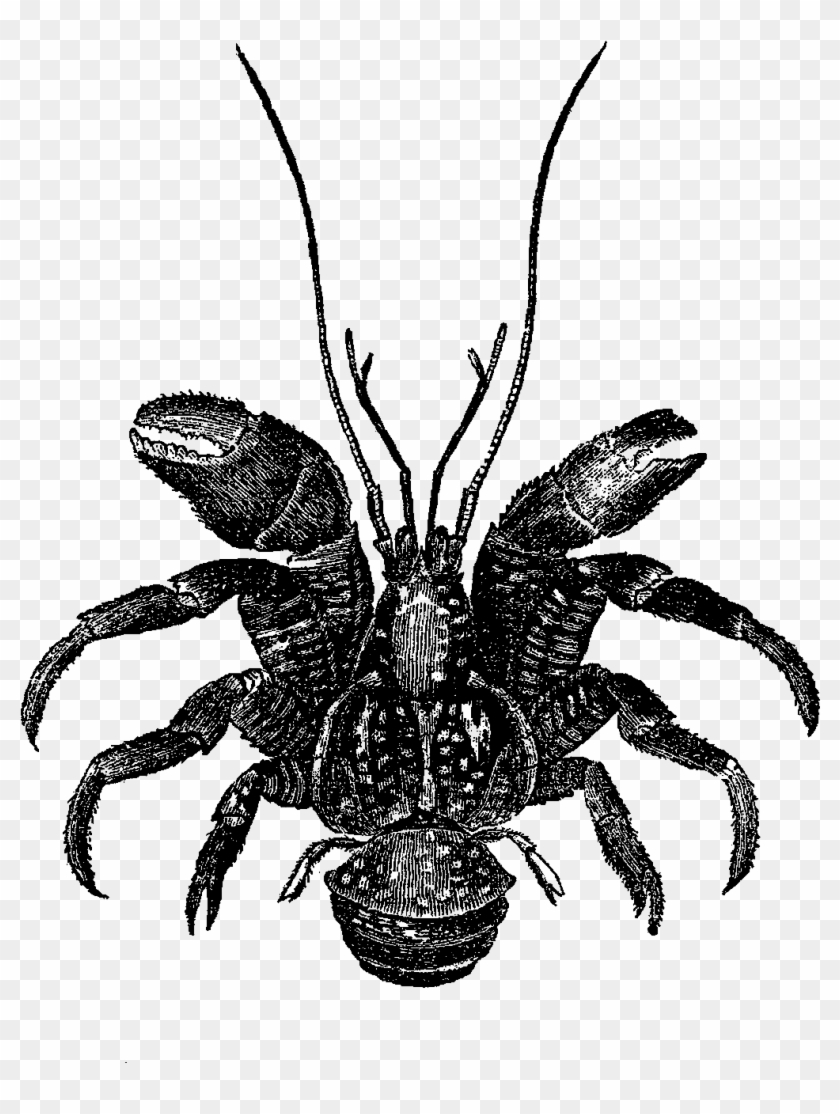 The Sea Shell Clip Art Is A Lovely Pencil Artwork Drawing - Insect #219729