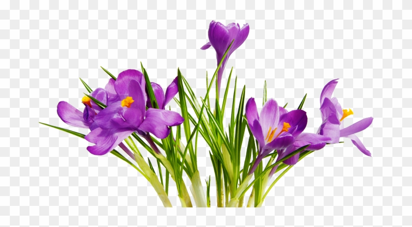 Free High Resolution Graphics And Clip Art - Png Images With Transparent Background Flowers #220949