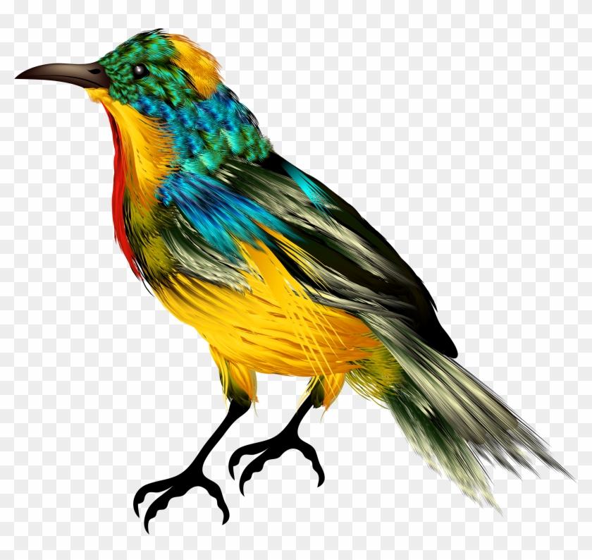 Colourful Bird Png Clipart - Bird Nerd Birds Animal Round Cork Stoneware Coasters/ceramic #220971