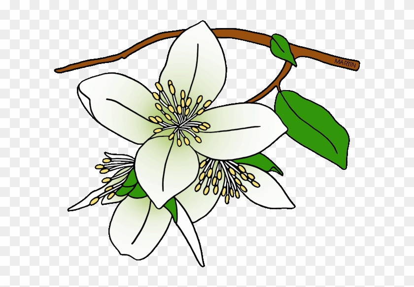 Syringa State Flower Drawing Clip Art - Syringa State Flower Drawing Clip Art #220981