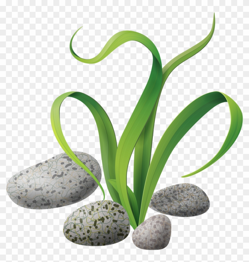 Яндекс - Фотки - Plant Clipart Under The Sea #220988