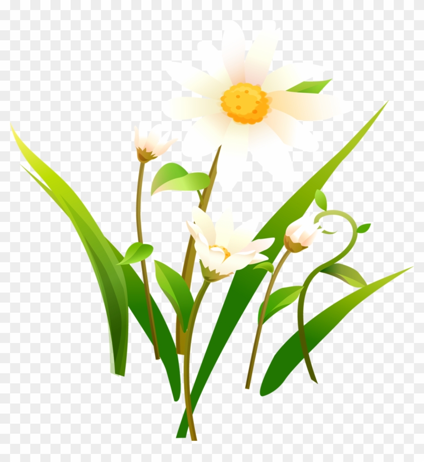 Camomile Png - Картинки #221594