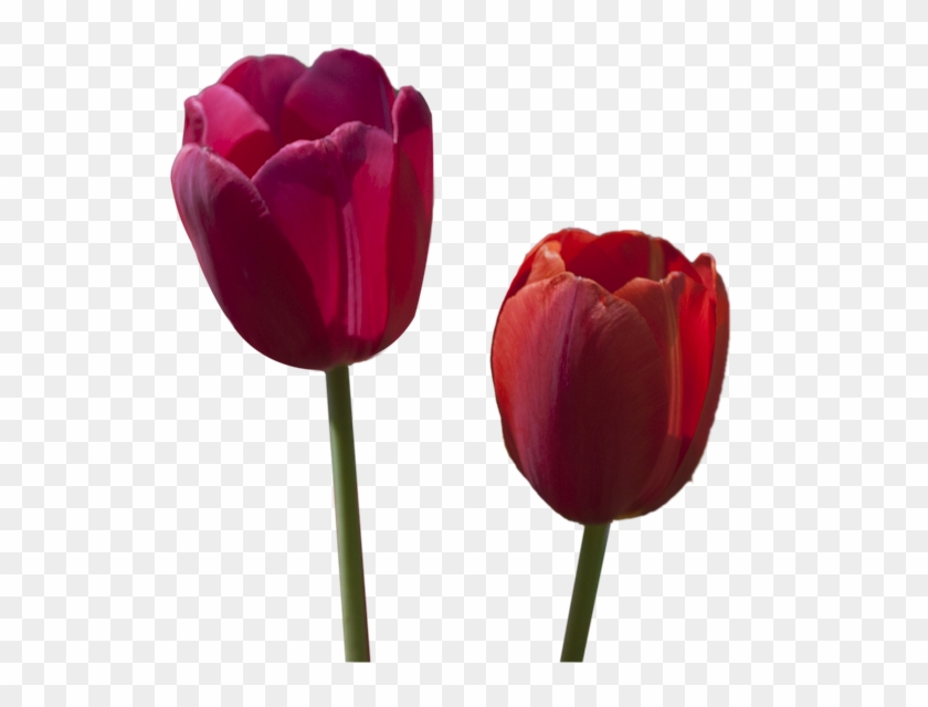 Download Free Photo Report - Tulip #221724