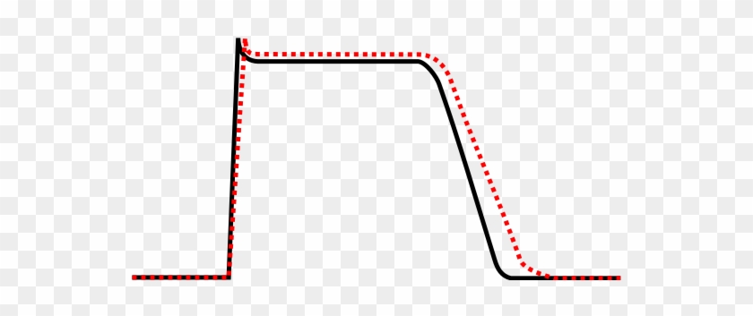Effect Of Class Iii Antiarrhythmic Agent On Cardiac - Calcium Channel Blocker Effect On Action Potential #1411634
