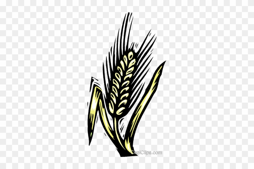 Grain, Woodcut Style Royalty Free Vector Clip Art Illustration - Getreide Clipart #1412463
