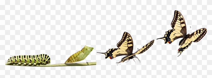Transaction And Transformation In The Work Of Civil - Cocoon To Butterfly Transformation #1413890