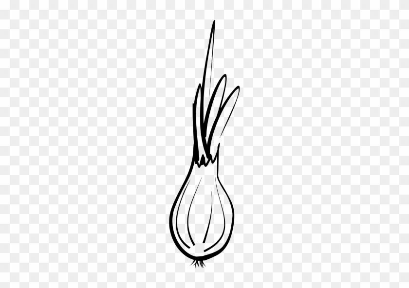 Info - Onion #1417778