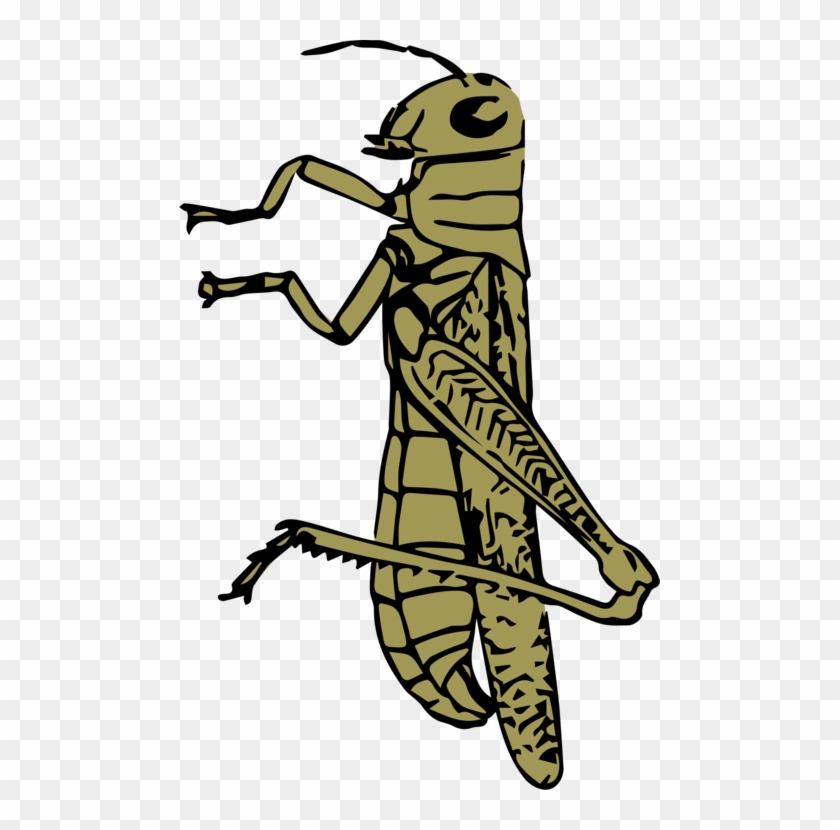 Grasshopper Rgb Color Model Computer Icons Color Space - Grasshopper Color #1420180