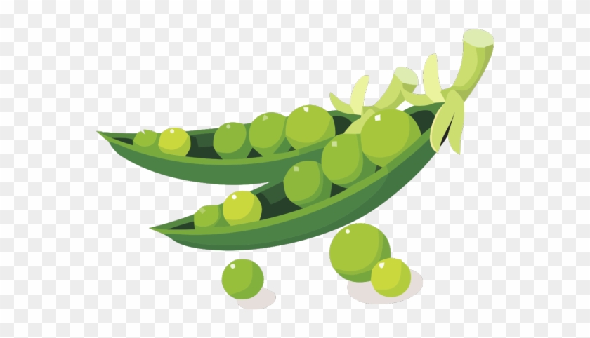 Pea Clipart Soy Bean - Soybean Clipart #1423783