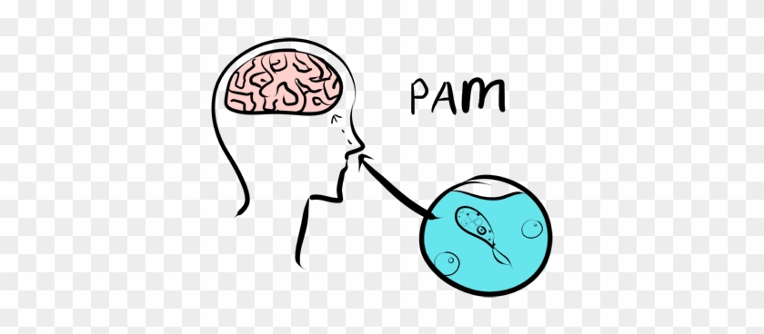 Initial Symptoms Include Fevers, Change In Taste And/or - Primary Amoebic Meningoencephalitis Pathogenesis #1425757