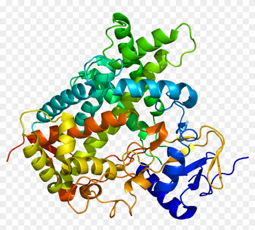 Cyp C Wikipedia - Cyp1a2 Enzyme #1430757