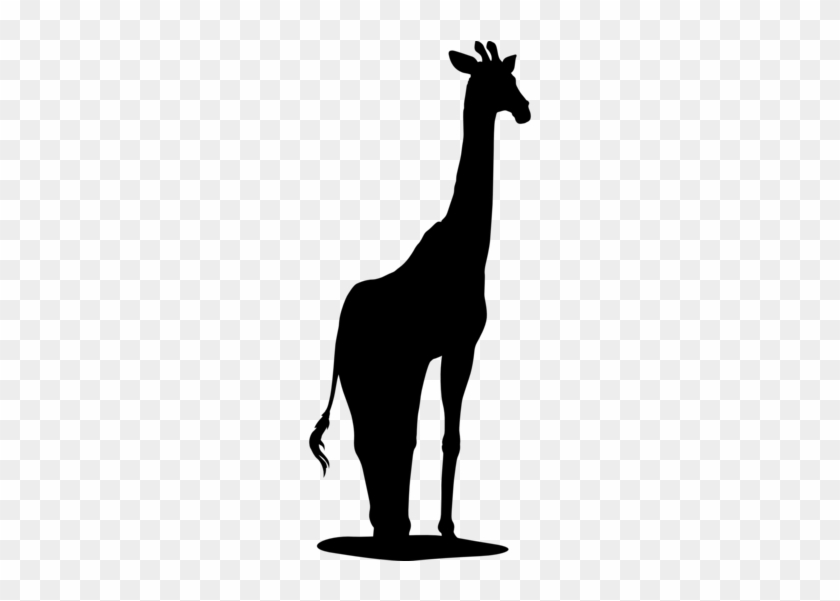 Giraffe #1432797