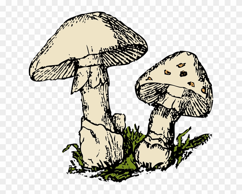 Food, Outline, Mushroom, Cartoon, Plant, Mushrooms - Fungi Clipart #223536