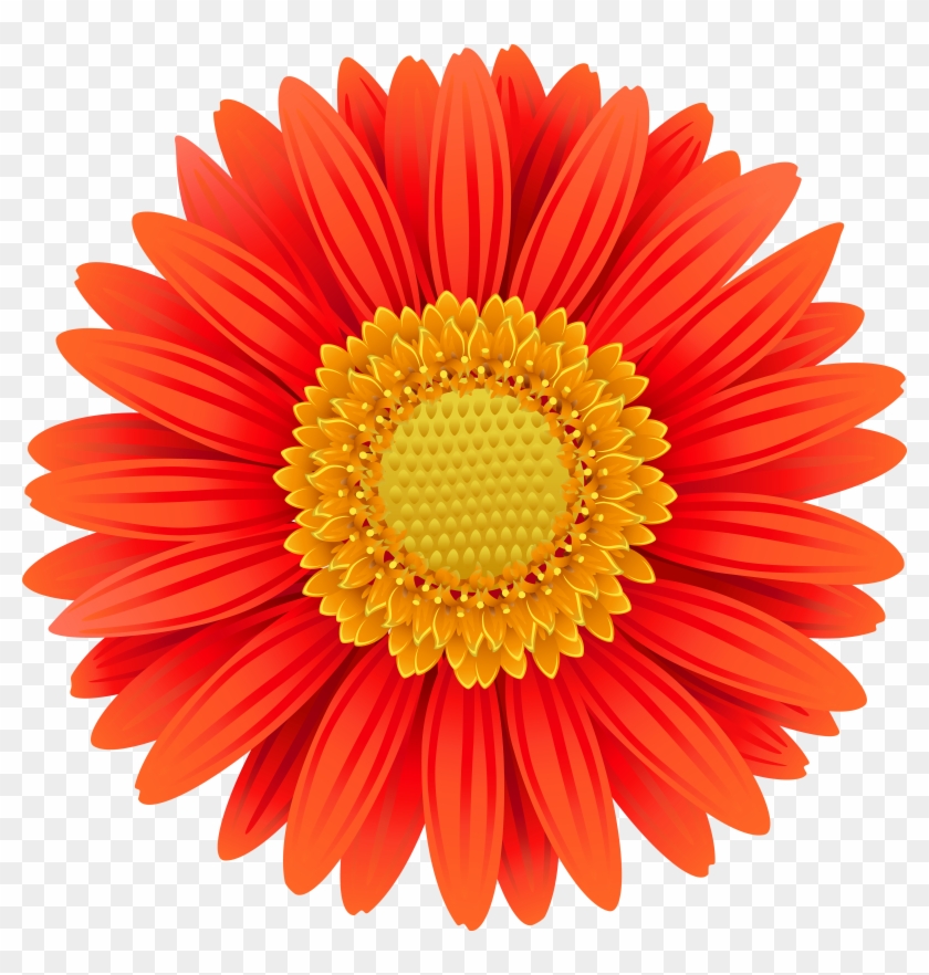 Orange Gerbera Transparent Clip Art Png Image - Study Island Blue Ribbon #224453