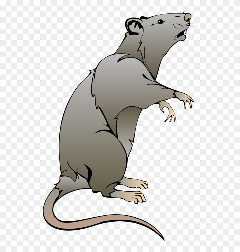 Like Or Share Maus M&228use Ratte Ratten Clipart Kostenlos - Transparent Cartoon Rat #224746
