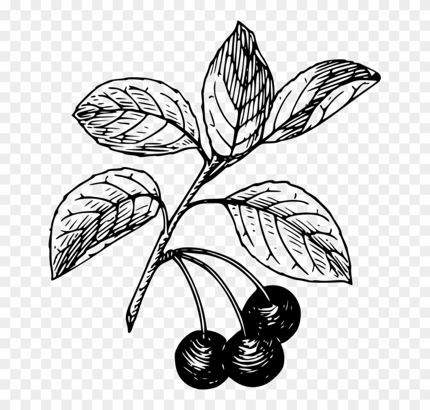 Leaves Clipart Cherry Leaf - Cherry Clip Art #1436929