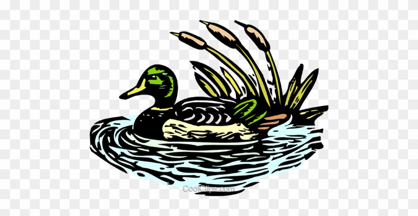 Mallard Clipart Transparent - Mallard #1440007