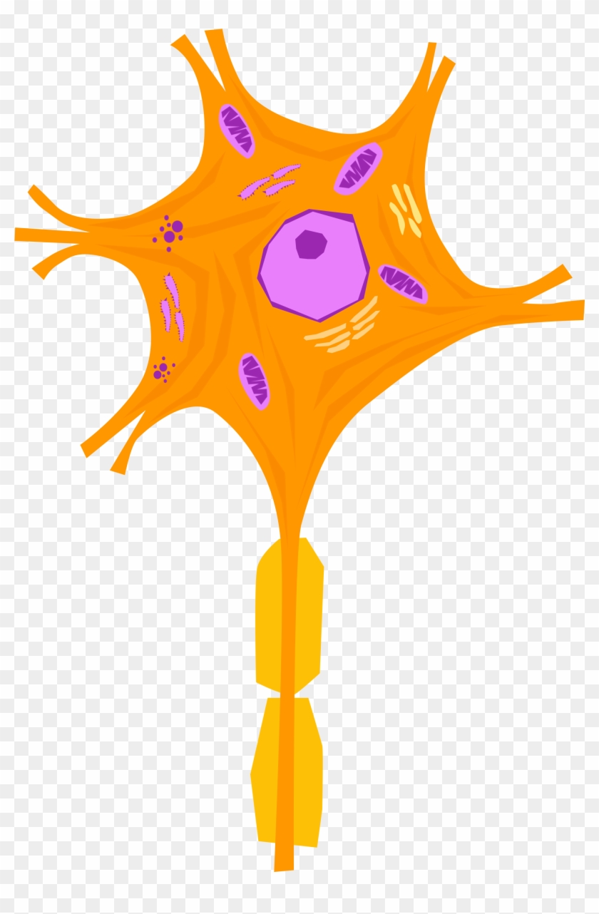 Nerve Cell 01 - Nervous Tissue Cells Of Neuron #1445627