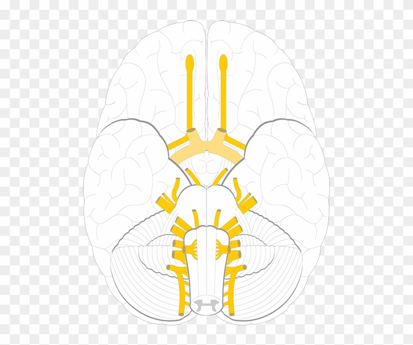 Cranial Nerves #1445680