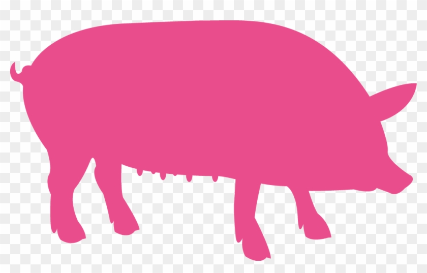 A Dry Sow That Is Not Inseminated Uses Feed - A Dry Sow That Is Not Inseminated Uses Feed #1445761