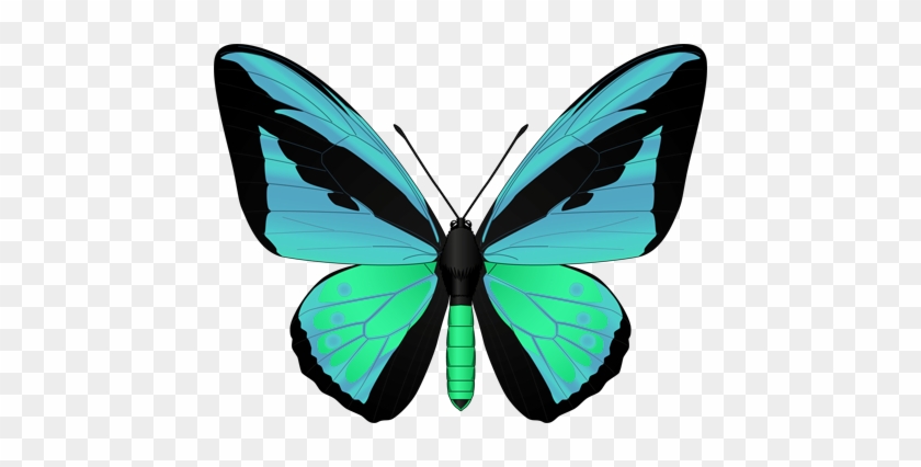 Clip Art Butterflies And Flowers - ゴライアス トリ バネ アゲハ #1446254