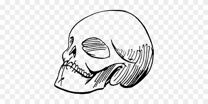 Drawing Line Art Skull Painting Cartoon - Skull Sketch #1448185