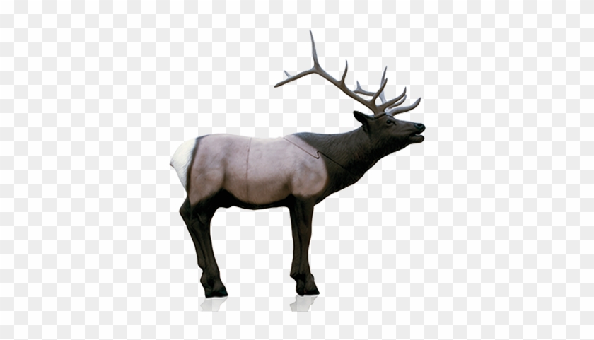 Clip Art Elk 3d Archery Target With Transparent Background - 3d Deer Target Scoring #1448258