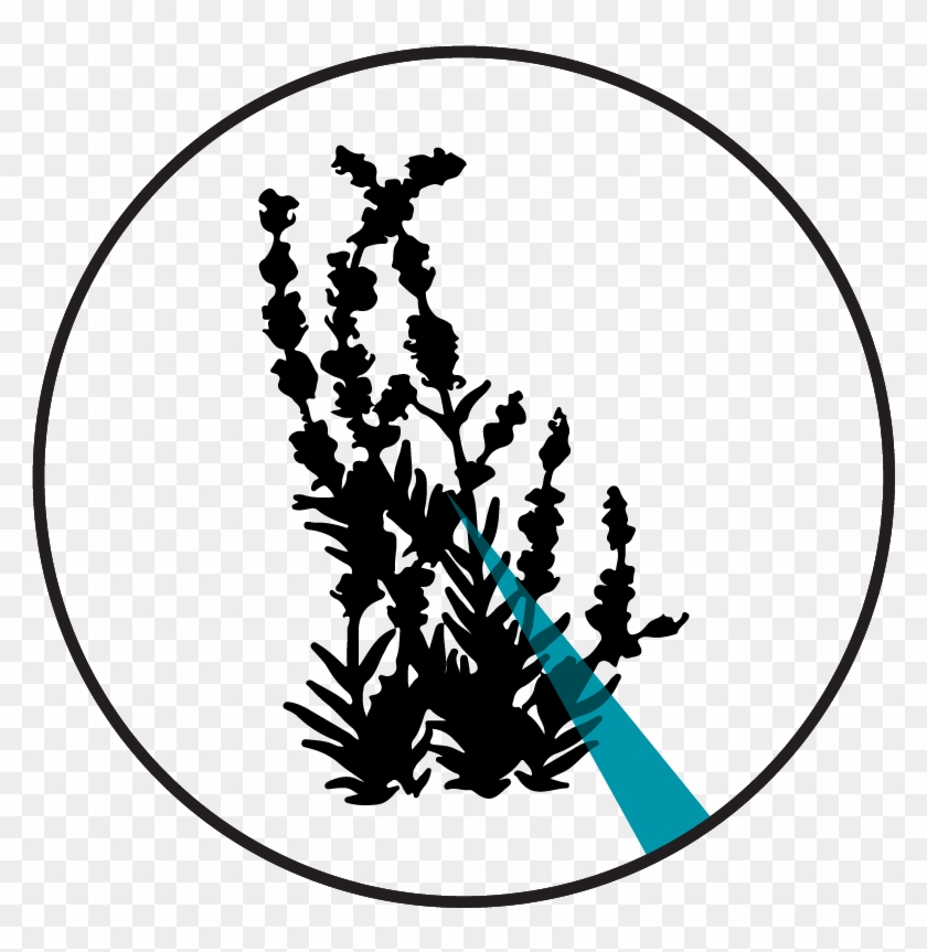 Linalool - Pie Chart #1451090