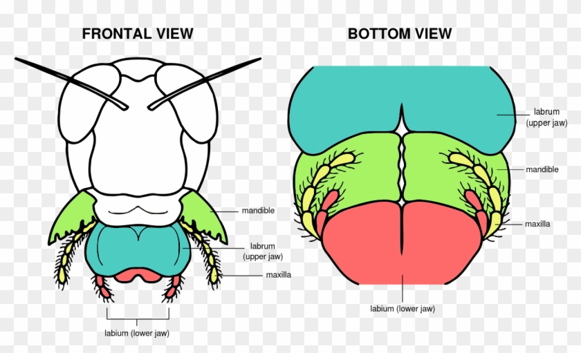 Picture Transparent Download Mouth Structure Panda - Mouth Parts Of Grasshopper #1451985