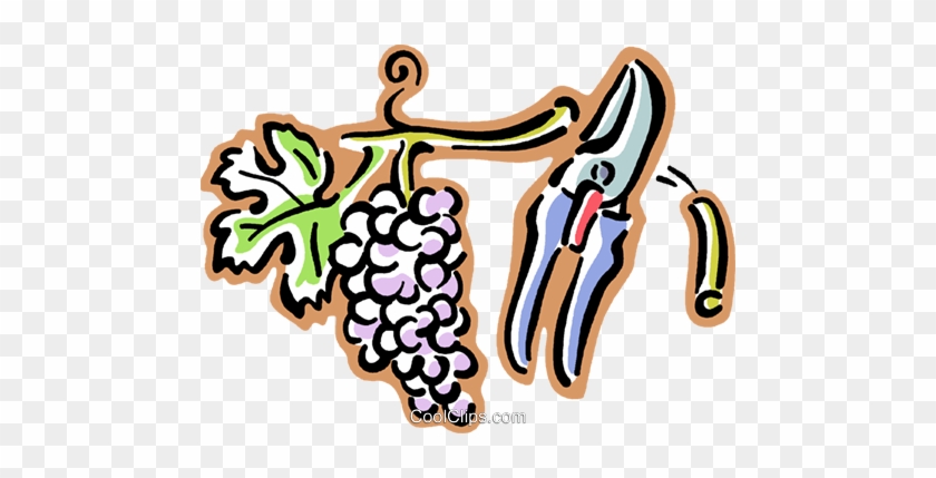 Grapes On A Grape Vine Royalty Free Vector Clip Art - Clip Art #1452583