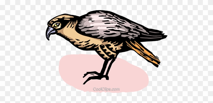 Falcons Royalty Free Vector Clip Art Illustration - Red Shouldered Hawk #1453668
