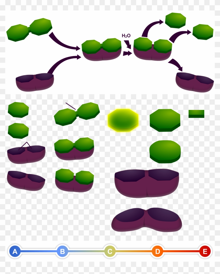 Catabolic Reaction - Catabolic Reaction #1454219
