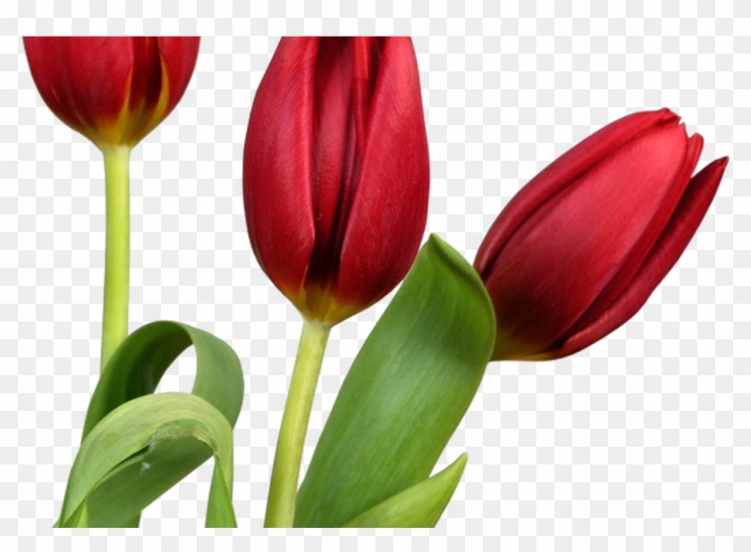 Transparent Tulips Png Flowers Clipart Clipart Pinterest - Transparent Tulips Png Flowers Clipart Clipart Pinterest #1455818