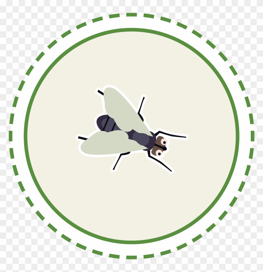 Often Confused With Maggots, Soldier Fly Larvae Are - Fly Circle #1456957