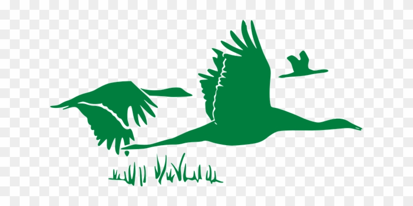 Gänse, Herde, Fliegen, Krane, Migration - Rumi Quotes On Helping #226407