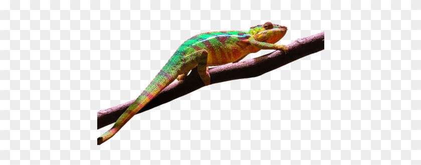 Tier, Chamäleon, Bunt, Exotisch, Reptil - Camouflage Animals Transparent #229730