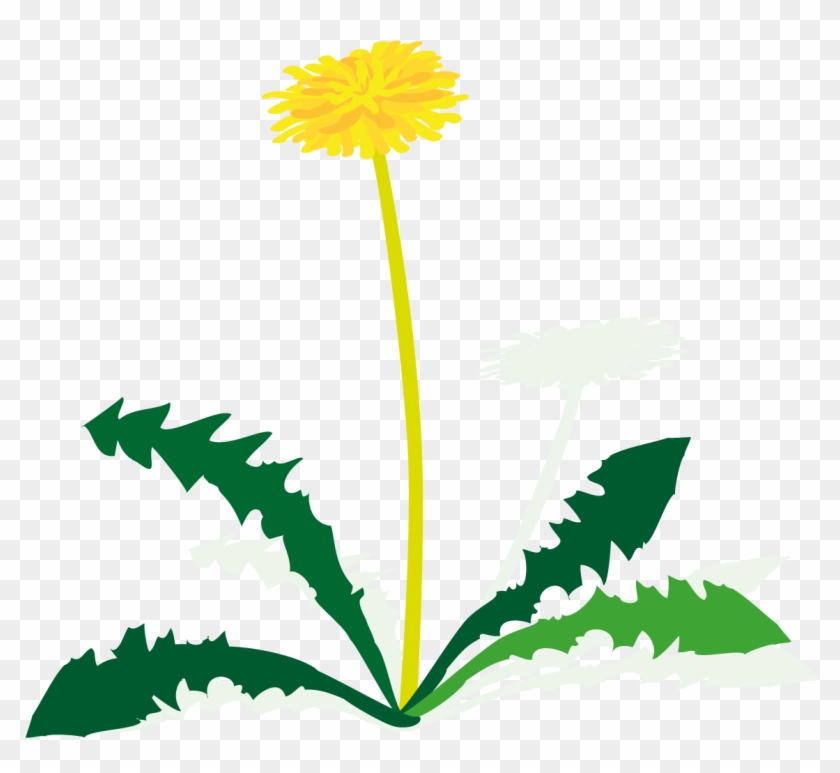 Löwenzahn - Dandelion #229741
