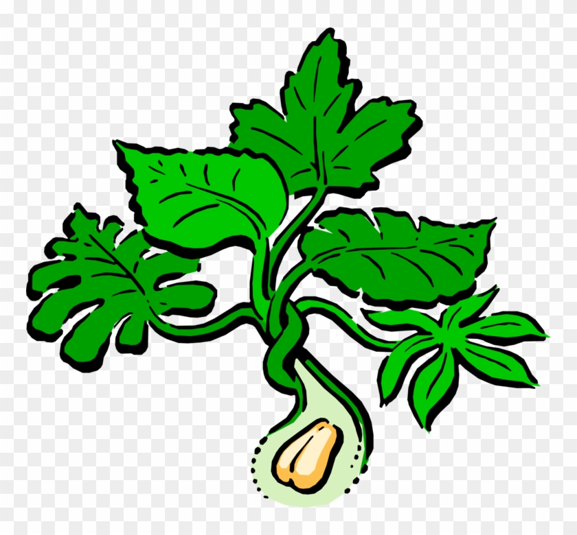Peanut Plant Pics - Vector Graphics #1458262