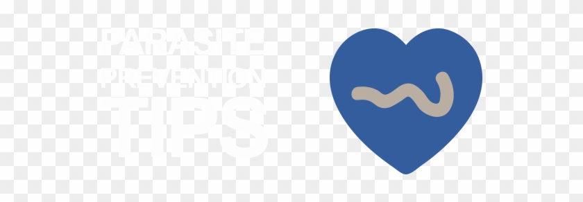 Heartworm Parasite - Heartworm #1458575