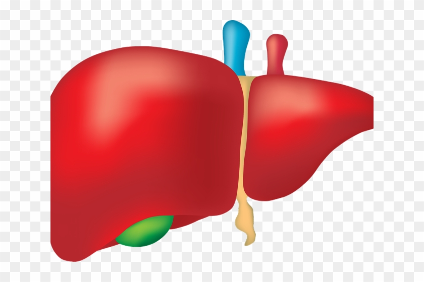 Organs Clipart Liver - Fegato Ingrossato #1459041